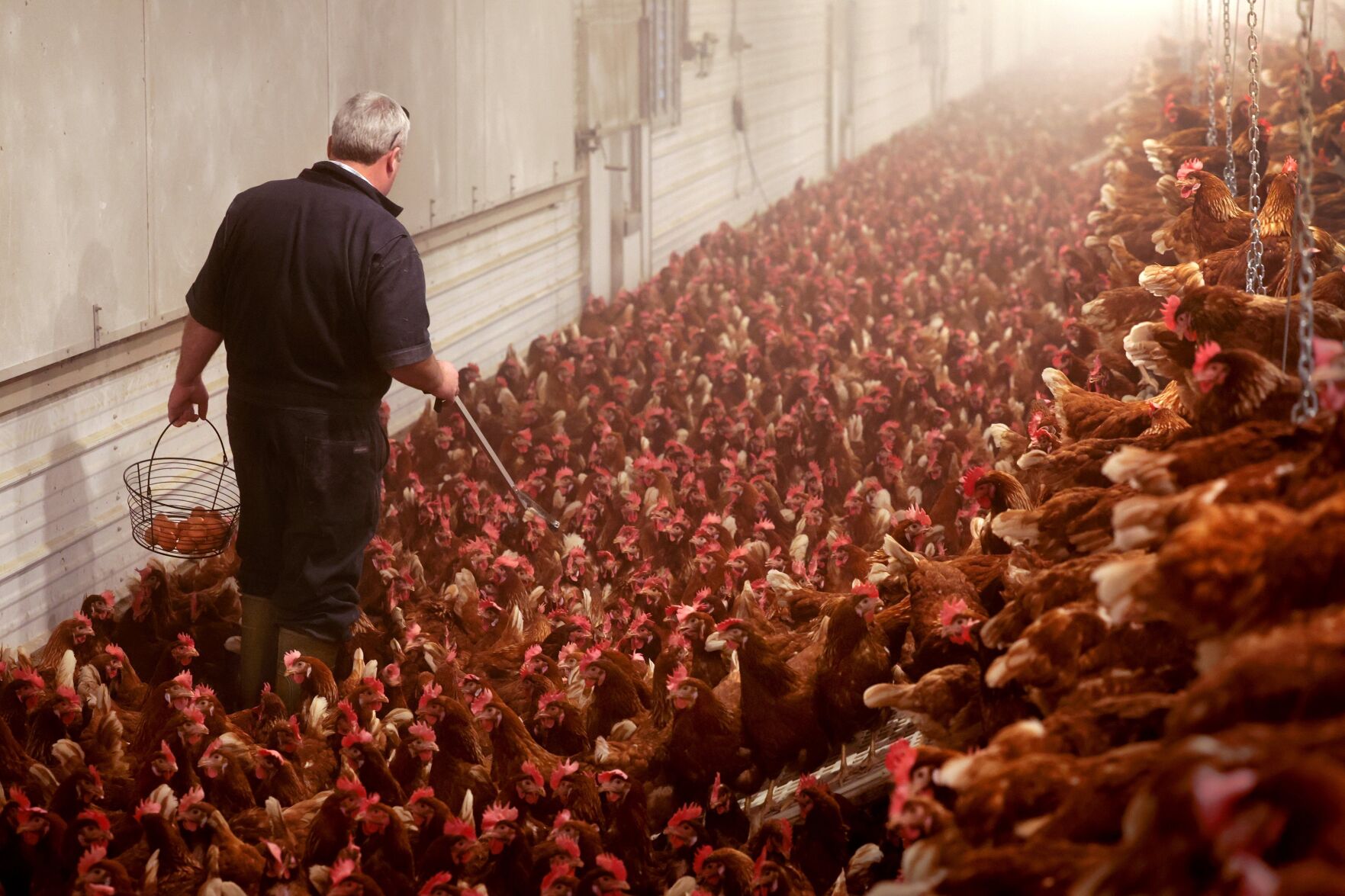 Farmers protecting their flocks from bird flu